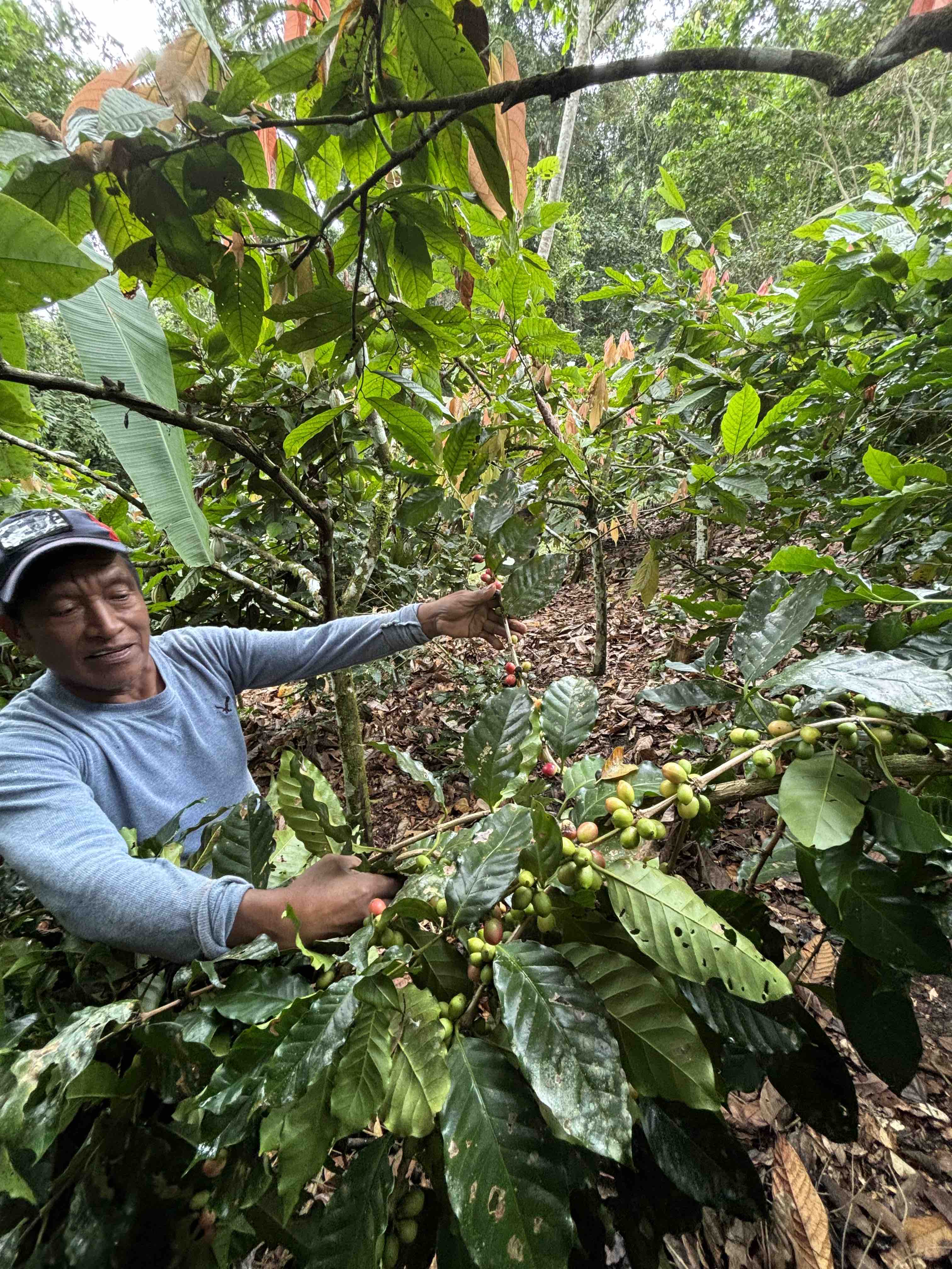 Mexico's Cacao Tradition Cultivates Quality