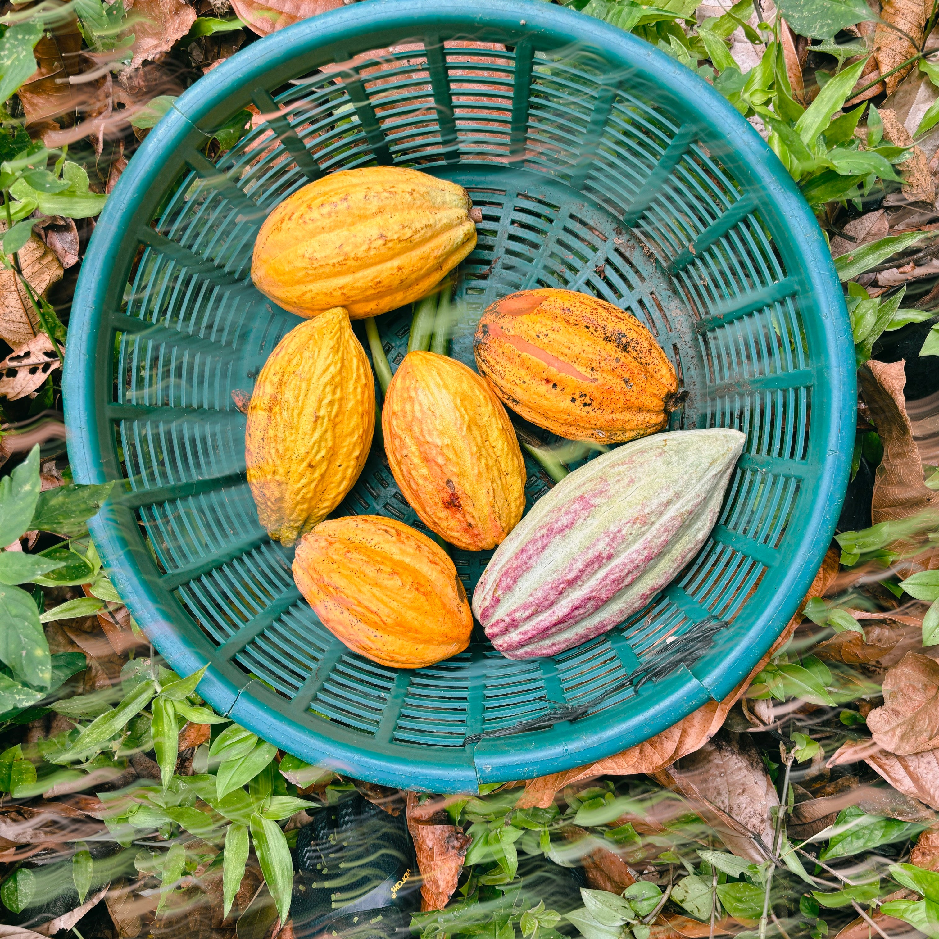 Mexico: The Birthplace of Cacao Trees