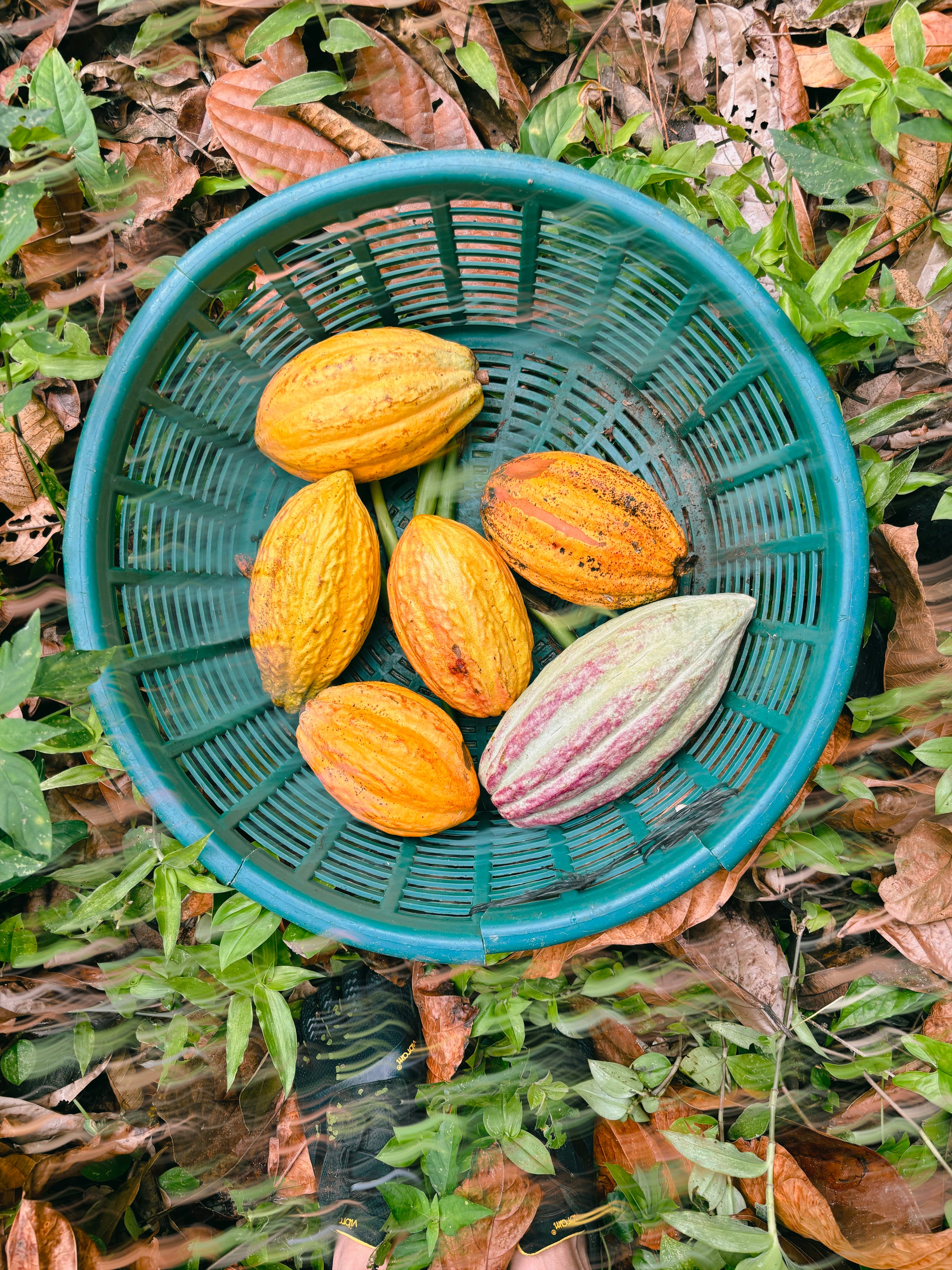 Mexico: The Birthplace of Cacao Trees